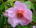 2009-0411-Camelia1250-10,2C